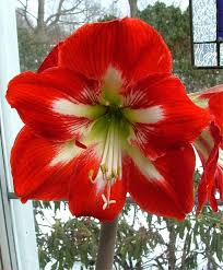 Pin On Amaryllis