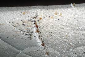 Image result for bedbugs on mattress