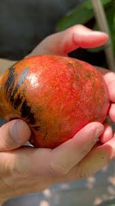 Image result for Annona reticulata