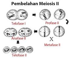 Tetapi segera setelah fungsi pembelahan sel pada. Pembelahan Sel Mitosis Dan Meiosis Idschool