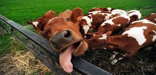 Caras amadores arrogantes enfiam seus paus profundamente em bocetas de égua molhadas. 2a2hx6dutontzm