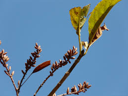 Image result for Hymenodictyon