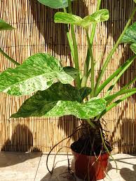 One example is caladium, or elephant ear plants. Xl Philodendron Giganteum Variegata Plant In 6 Pot Giganteum Philodendron Plants