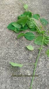 Nak tahu lebih lanjut, jom saksikan episod pokok. Akhirnya Dapat Jugak Daun Galak Kucing