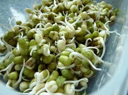 Maybe you would like to learn more about one of these? Cara Budidaya Toge Dengan Mudah Dan Cepat Panen Faunadanflora Com