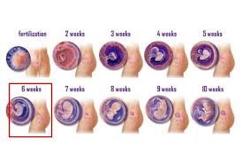 Ketika hamil, apakah sebenarnya tanda hamil 1 minggu bisa dirasakan? Hamil 6 Minggu Janin Sudah Hidup Jantung Sudah Berdetak Apoteker Anda