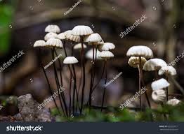 Image result for Marasmius rotula