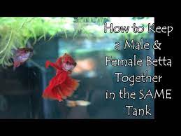 That may cause issues in a community tank. How To Keep A Male And Female Betta Together In The Same Tank Youtube
