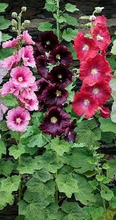 I Ve Always Loved Hollyhocks Hollyhocks Flowers Flower Garden Beautiful Flowers