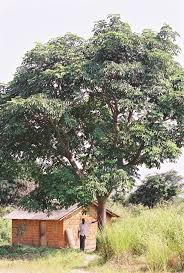 Image result for Ricinodendron