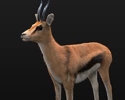 Thompson Gazelle Hair Fur 3d Model On Cubebrush Co In 2020 Animals Gazelle Fur