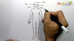 It is the ability to slightly change values that will give your drawing the most. How To Draw Human Body Diagram Youtube