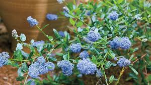 What are the shipping options for bushes? Low Water Flowering Shrubs Sunset Magazine