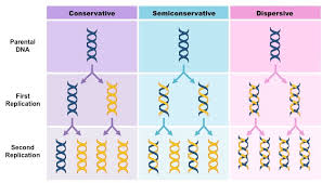 Module 2 3 Dna Replication 2021 Bio018 Biology A Level And Transition To University