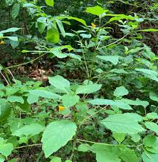 Image result for Impatiens zombensis