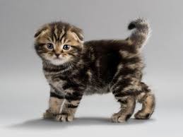 Kedi Turleri Kedi Cinsleri Ve Ozellikleri