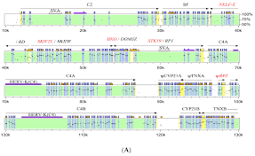 Maybe you would like to learn more about one of these? Cells Free Full Text An Rna Metabolism And Surveillance Quartet In The Major Histocompatibility Complex Html