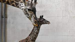 My Name Is Greenville Zoo S Newest Baby Giraffe Needs A Name Here S How To Chime In Wlos