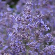 Image result for Cassinopsis