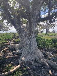 Image result for Sterculia appendiculata