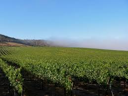 Kenneth volk sales winery