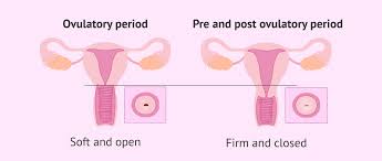 Image result for cervix position