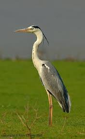 Big Black Bird With White Ring Around Neck Grey Heron Bird Beaks Beautiful Birds Wild Birds
