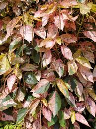 Image result for Acalypha lanceolata