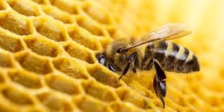 Best flowers for bees canada. How To Attract Bees To Your Calgary Yard