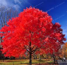 This easy care tree features ruby red and orange foliage guaranteed to catch the eye of those who pass by. Best Top Red Maple Planting List And Get Free Shipping 8bh3h2l8k