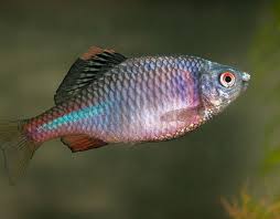 Bitterling Fish Tetra Fish Fish Pet