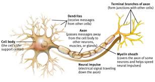 The central neurons connect sensory neurons with motor neurons. 10 The Nervous System Ideas Nervous System Neurons Neuroscience