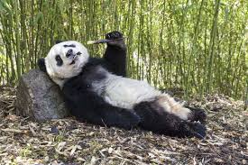 Panda express prepares american chinese food fresh from the wok, from our signature orange chicken to bold limited time offerings. Cool Retreats Are Needed To Save Giant Panda From Warmer Weather New Scientist