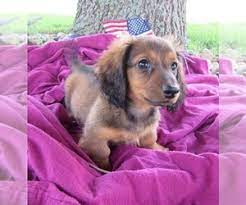 To learn more about each adoptable dog, click on the i icon for some fast facts or click on their name or photo for full details. View Ad Dachshund Puppy For Sale Near Iowa Le Mars Usa Adn 131719