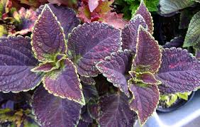 Also known as 'new hurricane'.common name: Coleus Forum Front Porch Coleus Garden Org