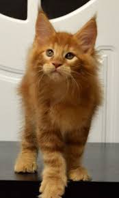 Black And Grey Maine Coon Kittens For Sale Pin On Maine Coon Cats