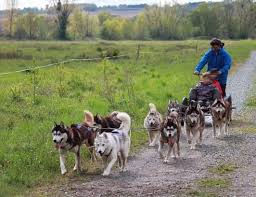 Jelet Mushing Chaudefonds Sur Layon C Jerome Letourneux Chien Insolite