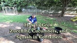 Zucchini plants are generally considered easy to grow, but there are several common zucchini growing problems that can affect the production of your the best way to manage squash bugs is to head to the garden every day and inspect the top and bottom of your zucchini leaves for clusters of. How To Grow Zucchini Cucumbers And Squash In Containers Youtube