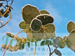 Image result for Eucalyptus angustissima