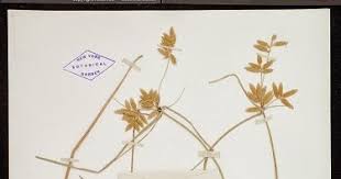 Image result for Pycreus unioloides