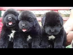 Browse and find newfoundland puppies today, on the uk's leading dog only classifieds site. Adult Newfoundland Dogs For Sale 07 2021