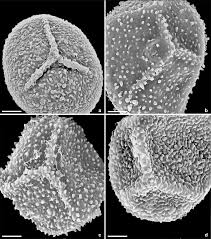 Image result for Polyphlebium borbonicum