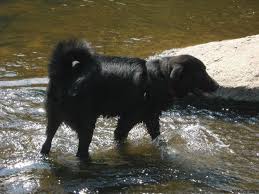 Black And White Great Pyrenees Lab Mix Jeb The Chow Chow Spitz Labrador Retriever Mix Pitbull Mix Black Lab Mix Black Lab