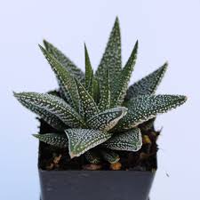 Image result for Priva curtisiae