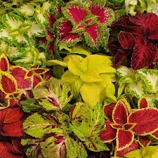 Image result for Coleus eminii