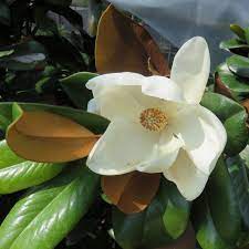 This means that magnolia teddy bear creates a lower and wider canopy while little gem is more pyramidal. Plant Of The Week Teddy Bear Magnolia Covingtons