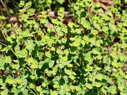 Image result for Euphorbia zambesiana