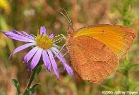Eurema Nicippe Alas De Mariposa Mariposas Viento