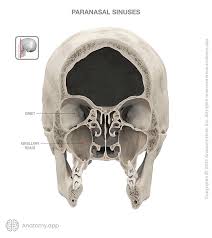 Image result for Maxillary Sinus