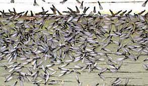 These termites are found highly in the u.s. Swarming Termites In Your Flower Beds Top Virginia Beach Pest Control